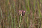 Bristleleaf chaffhead